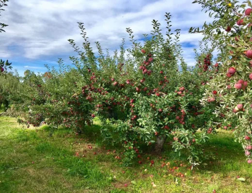 Fishkill Farms